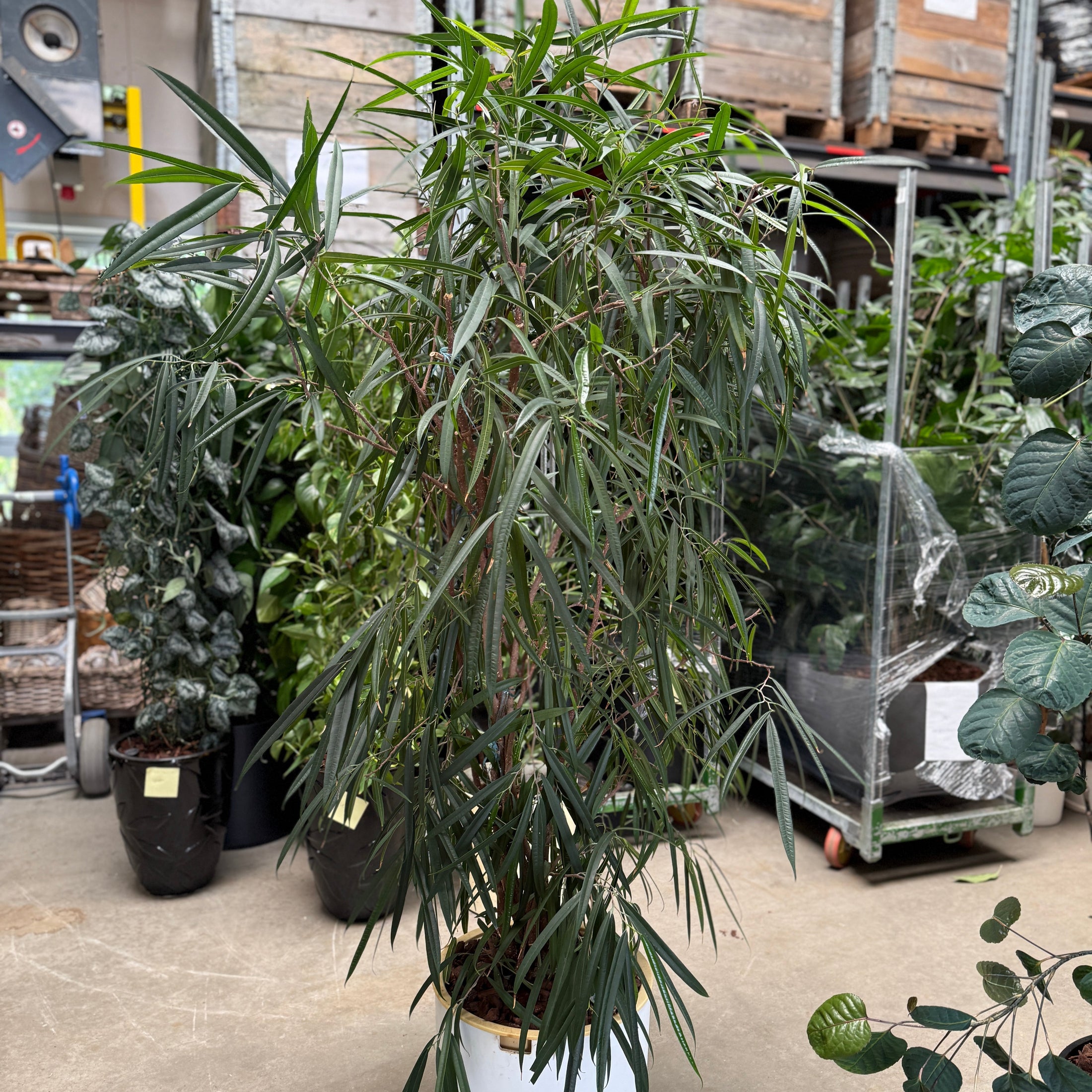 Nerium oleander i hvid krukke