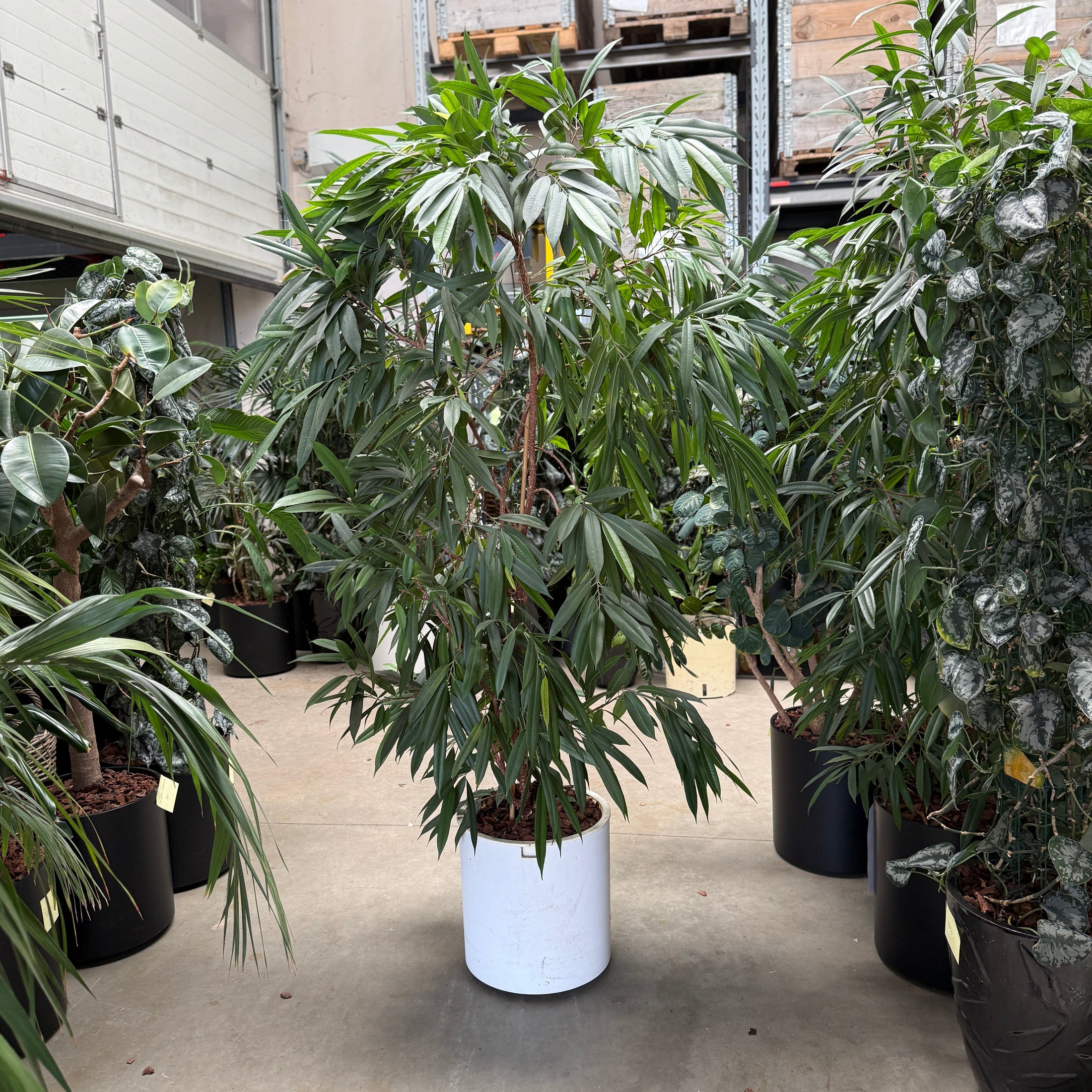 Stor Ficus maclellandii i hvid krukke
