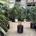 Indlæs billede i gallerivisning, Rhapis excelsa i sort krukke
