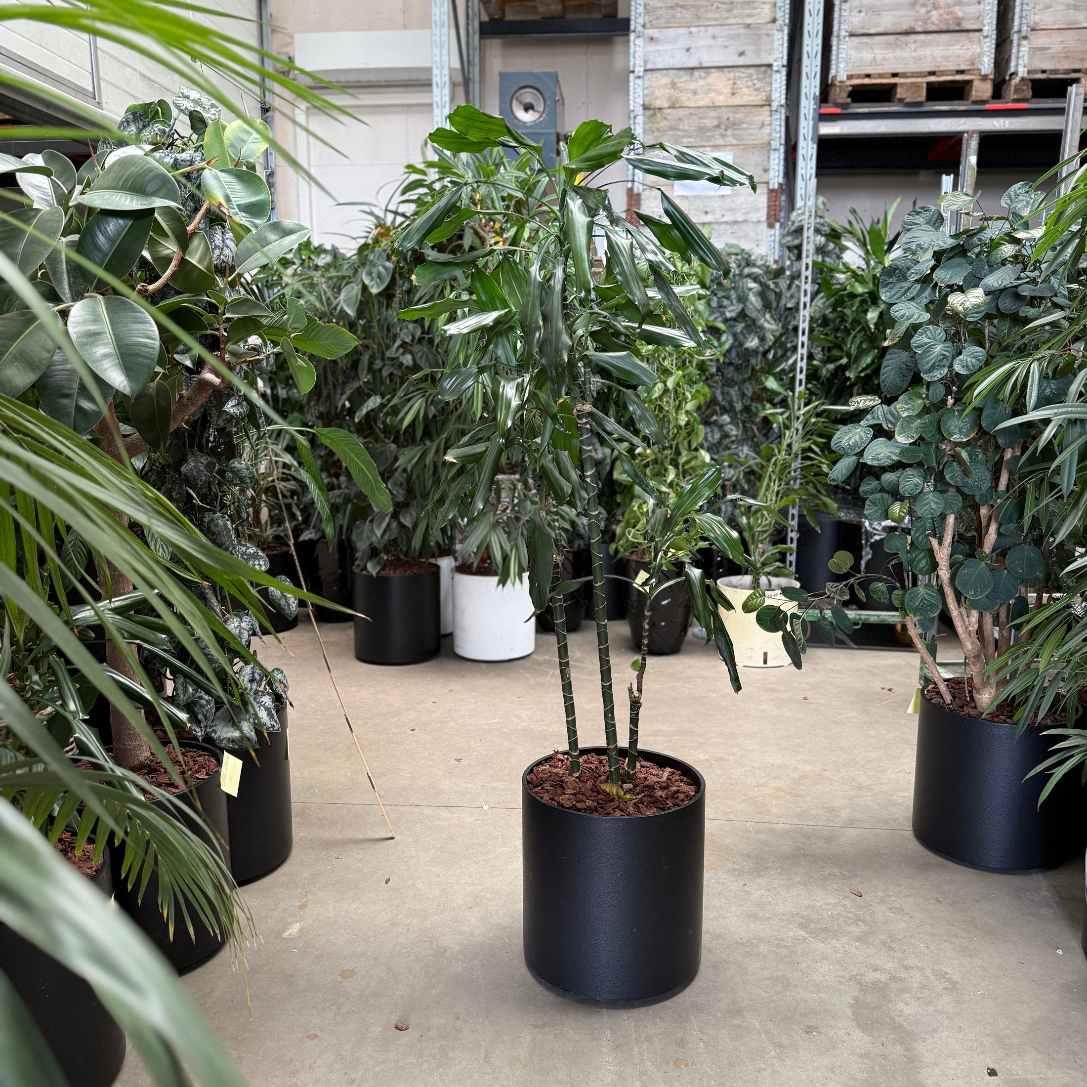 Rhapis excelsa i sort krukke