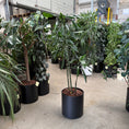 Indlæs billede i gallerivisning, Rhapis excelsa i sort krukke
