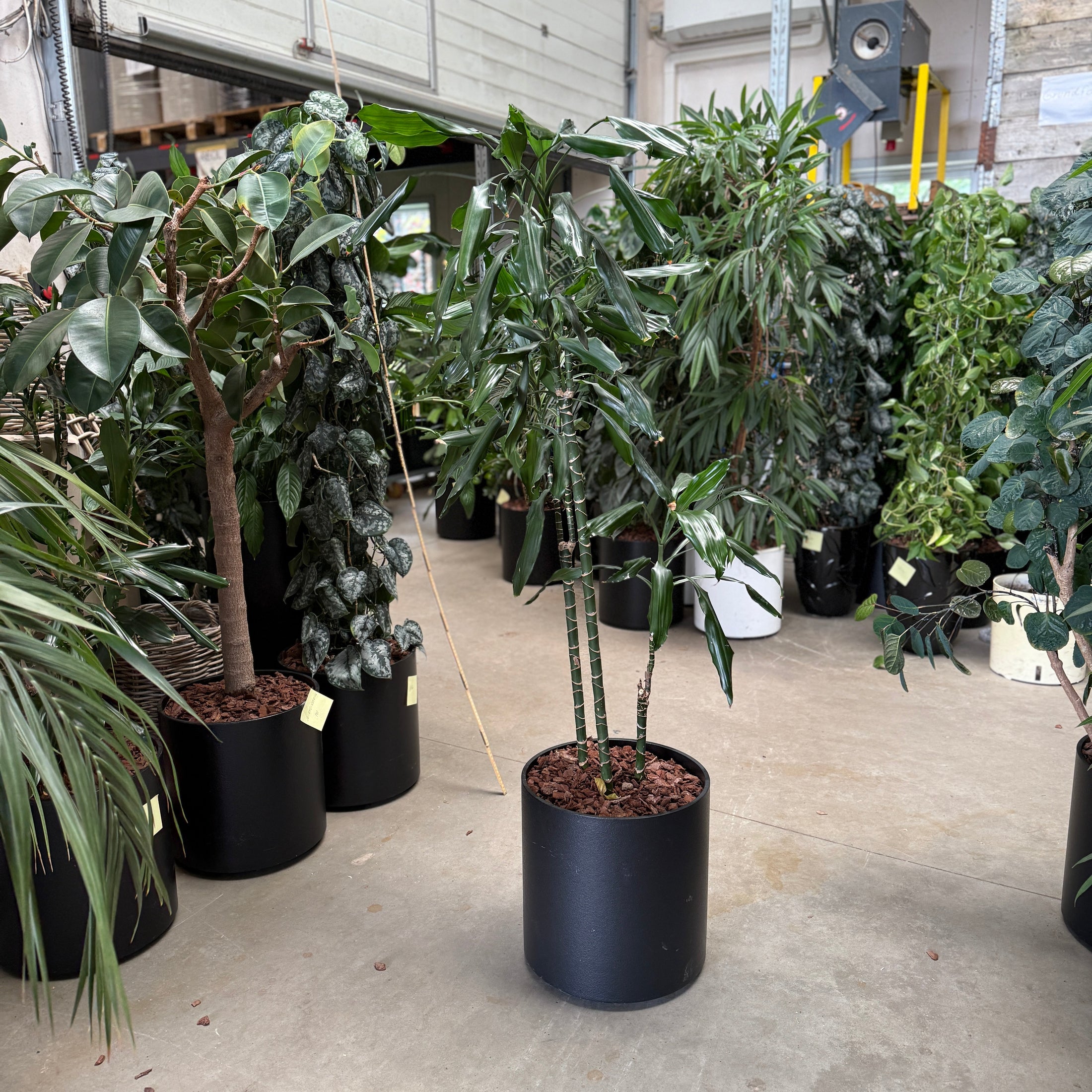 Rhapis excelsa i sort krukke