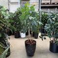 Indlæs billede i gallerivisning, Schefflera arboricola
