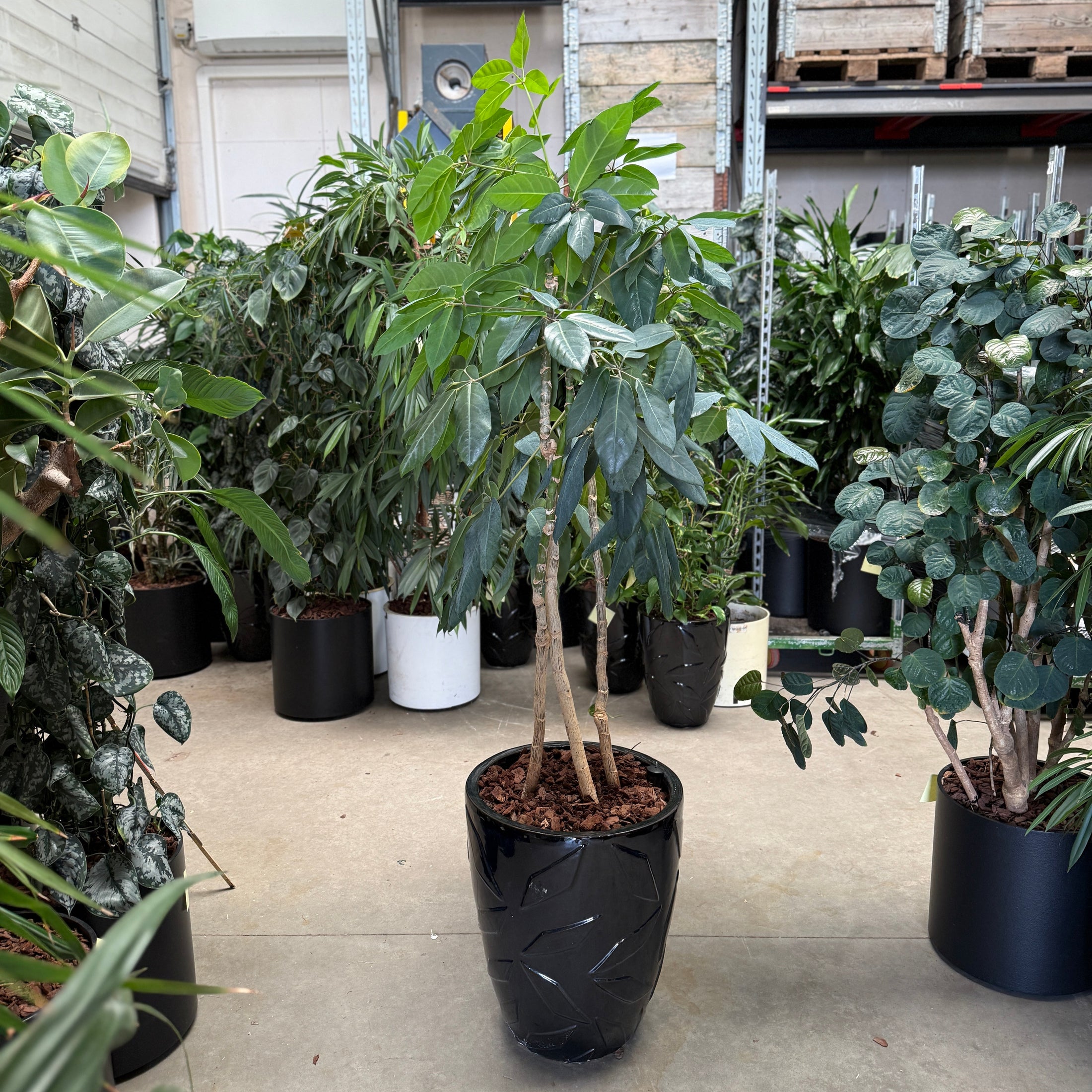 Schefflera arboricola