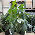 Indlæs billede i gallerivisning, Schefflera arboricola
