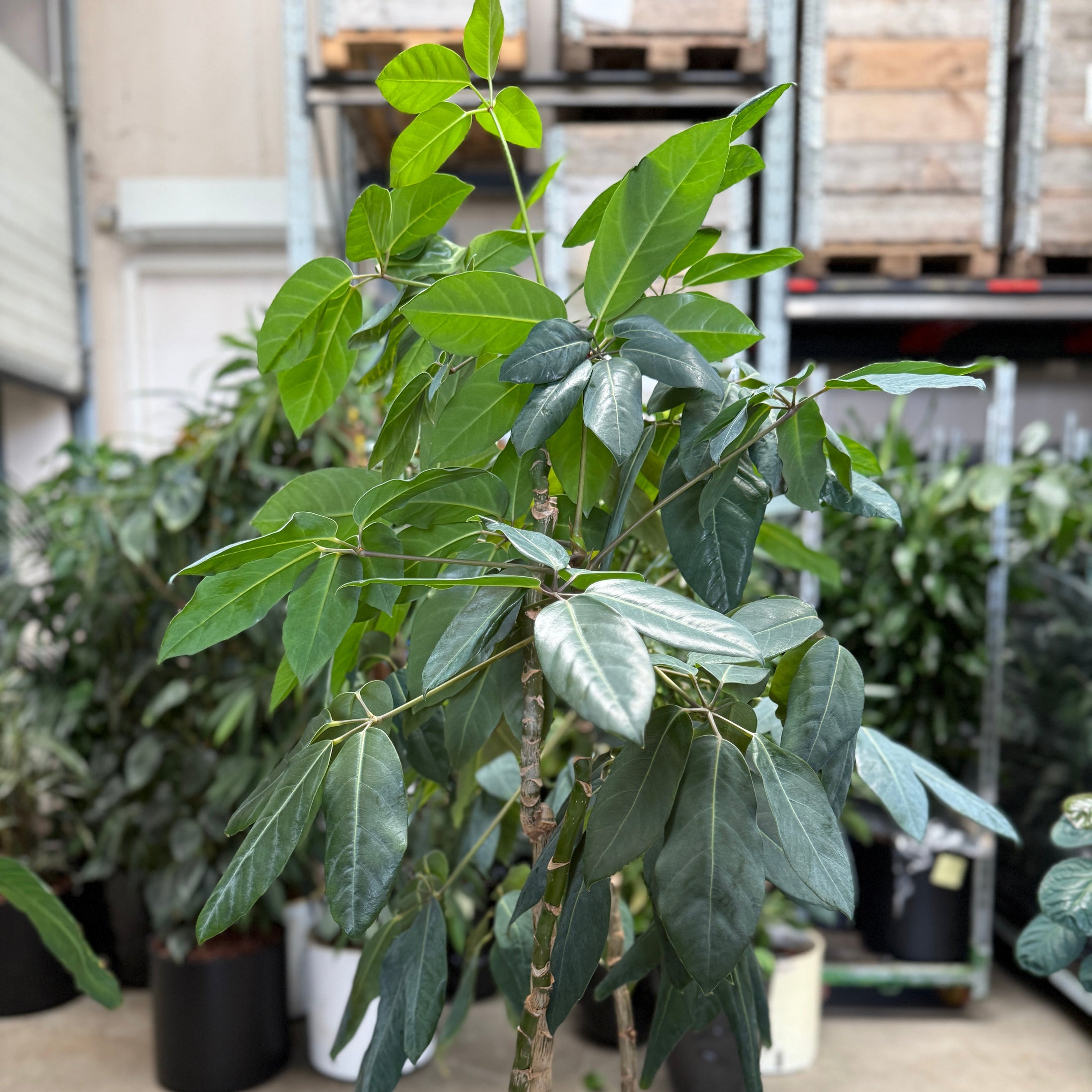 Schefflera arboricola