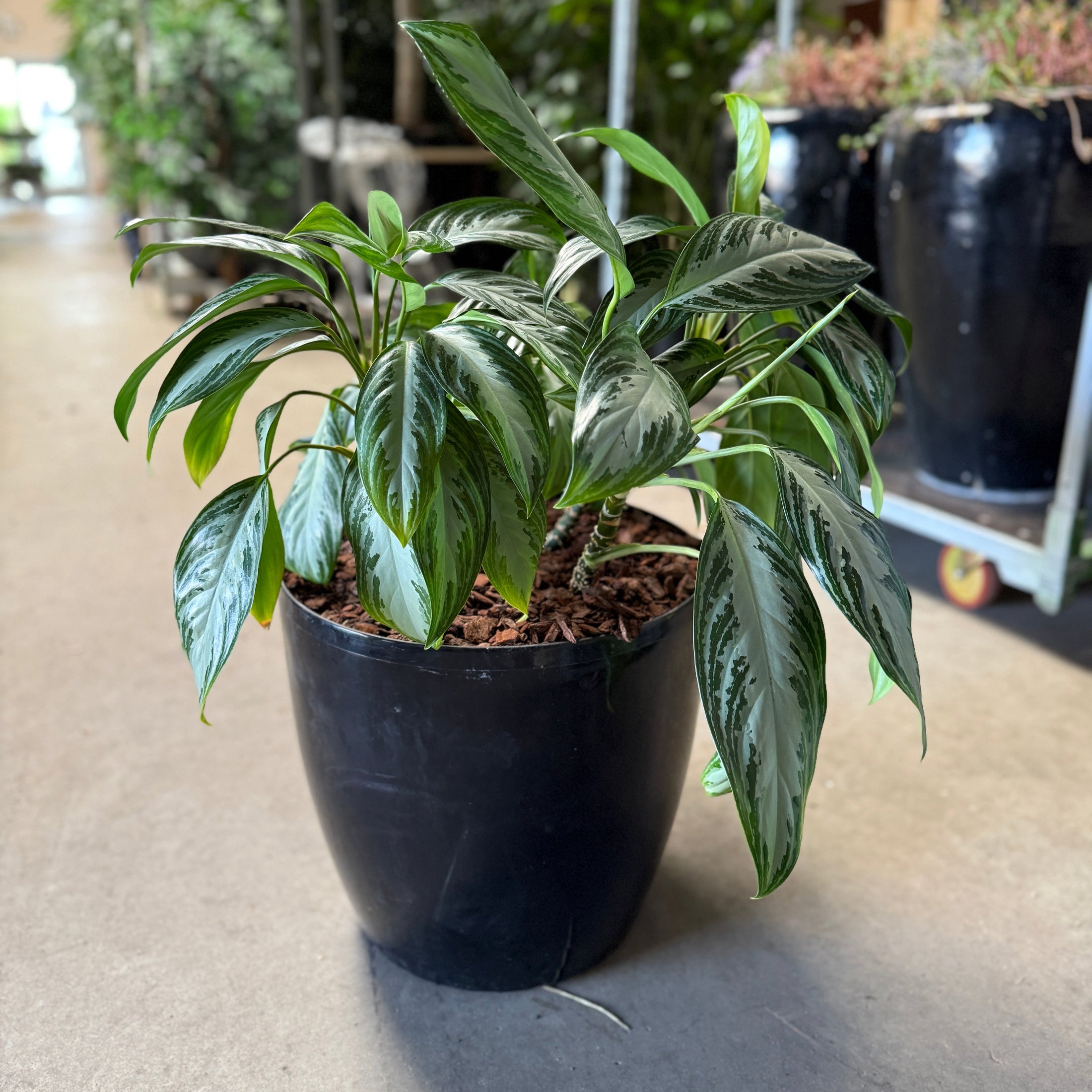 Aglaonema 'Silver Bay' i sort krukke