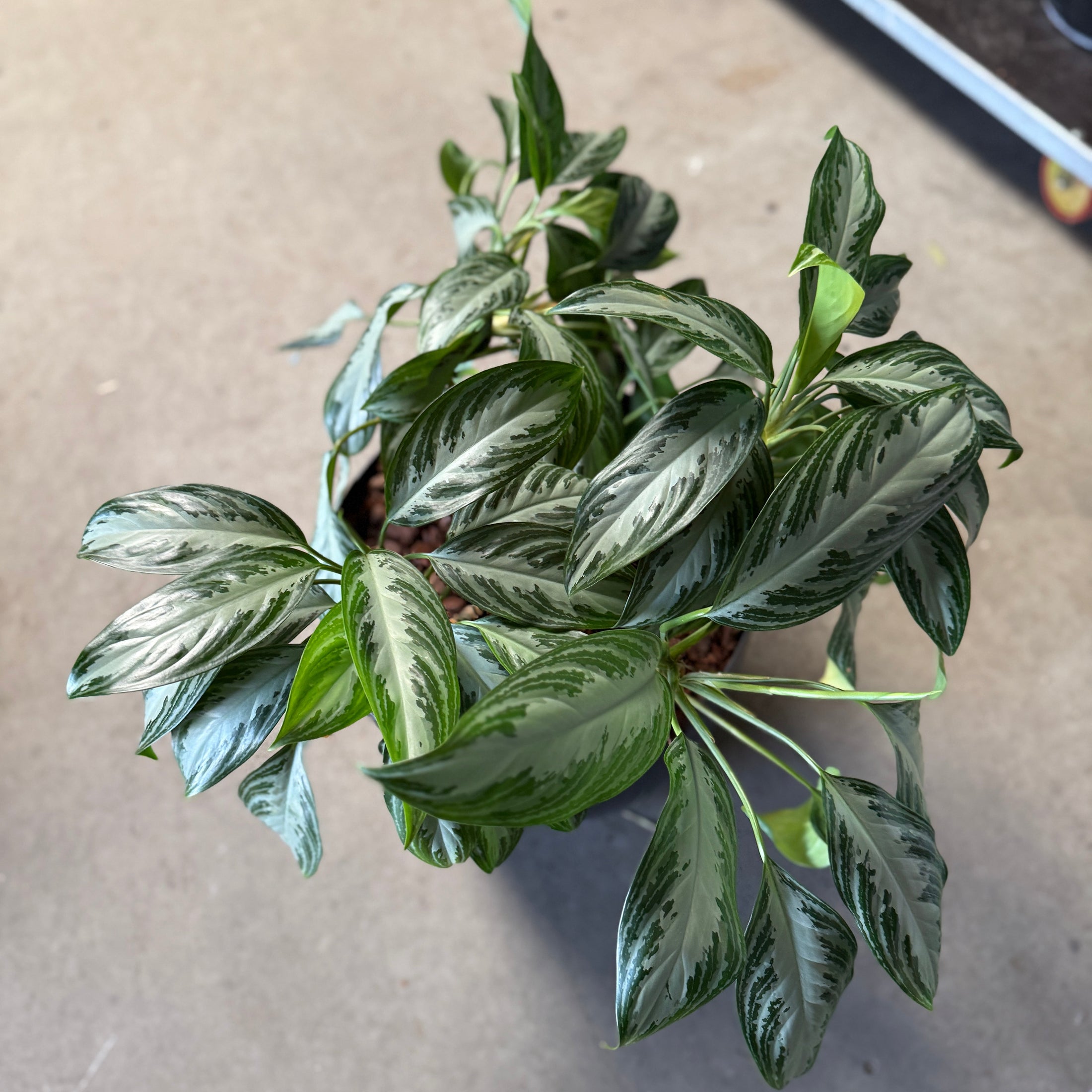 Aglaonema 'Silver Bay' i sort krukke
