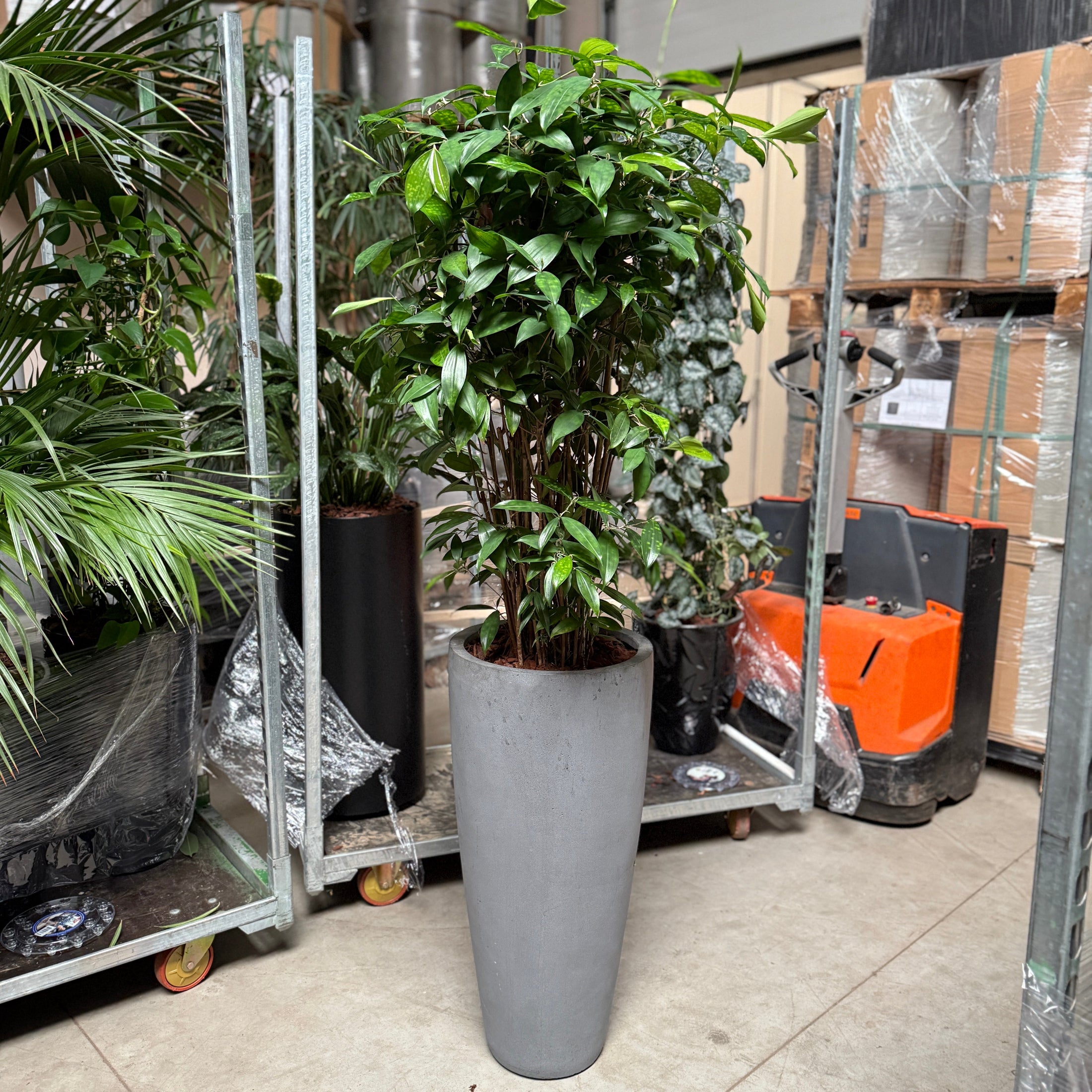 Ficus benjamina i høj cementkrukke