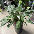 Indlæs billede i gallerivisning, Spathiphyllum (Fredslilje) i høj sort krukke
