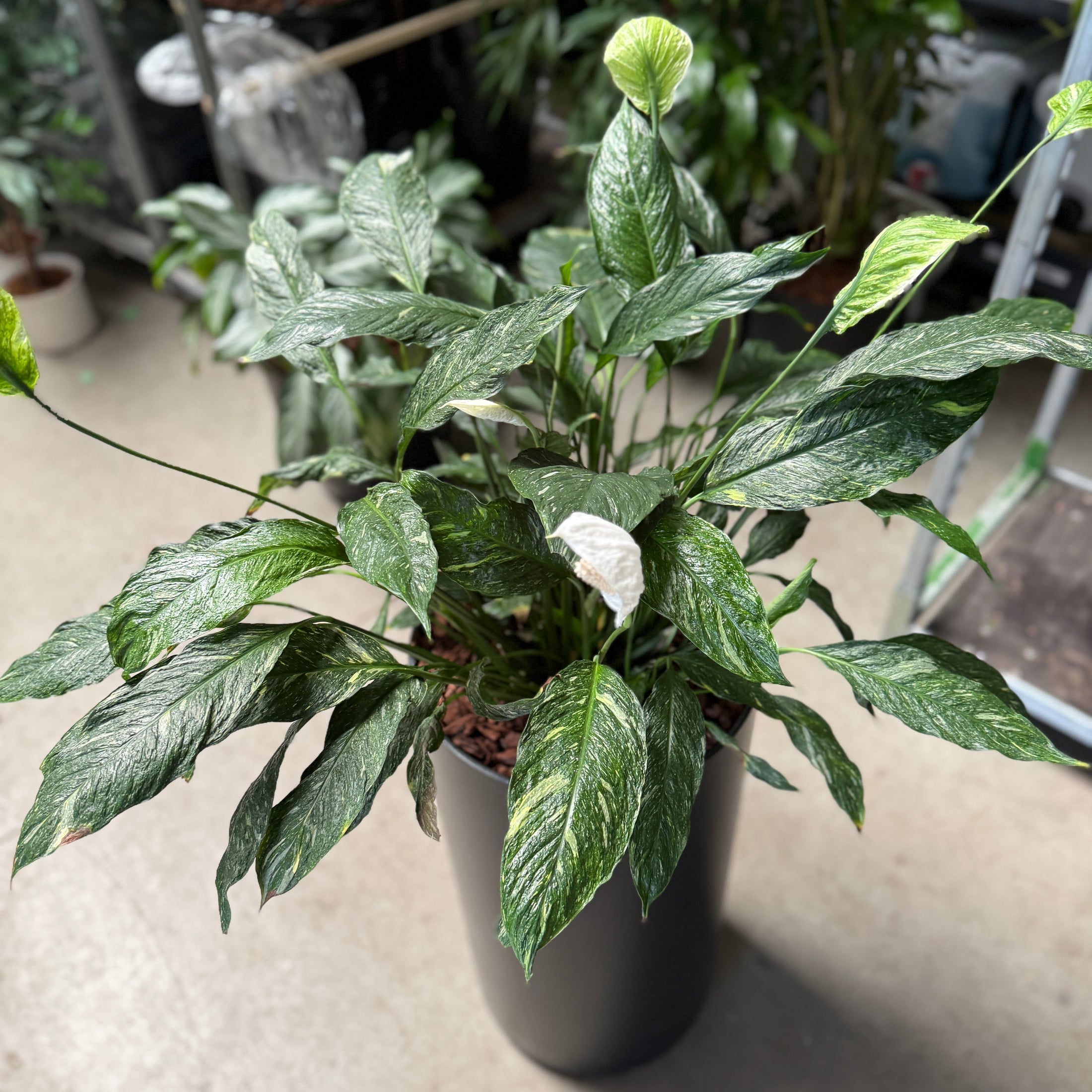 Spathiphyllum (Fredslilje) i høj sort krukke