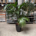 Indlæs billede i gallerivisning, Howea forsteriana (Kentia-palm) i sort krukke
