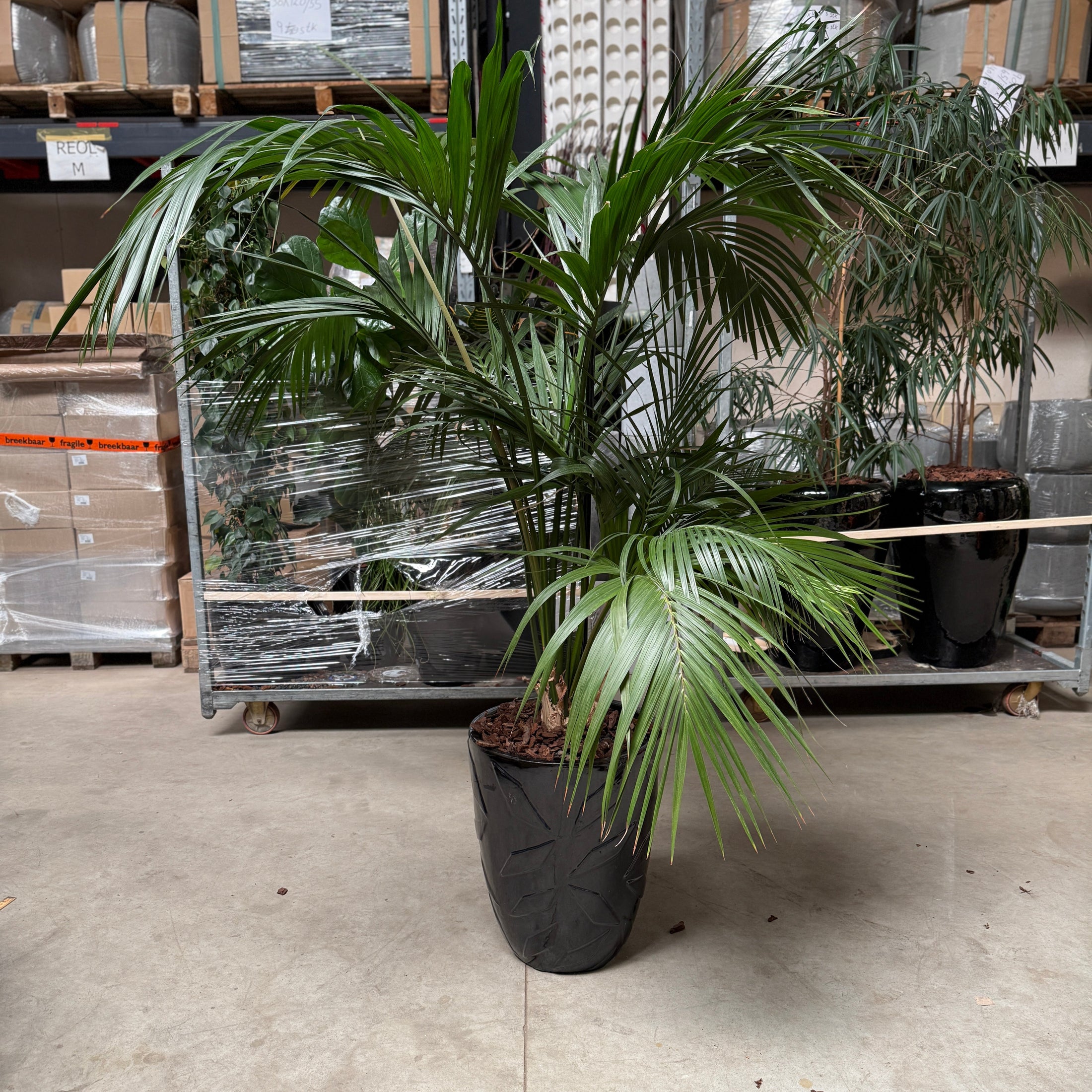 Howea forsteriana (Kentia-palm) i sort krukke