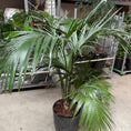 Indlæs billede i gallerivisning, Howea forsteriana (Kentia-palm) i sort krukke
