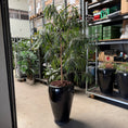 Indlæs billede i gallerivisning, Ficus maclellandii i sort glaseret krukke
