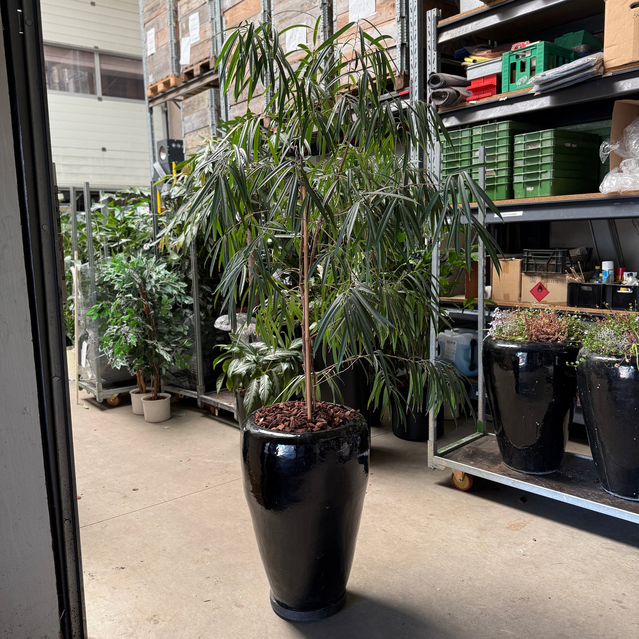 Ficus maclellandii i sort glaseret krukke