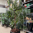 Indlæs billede i gallerivisning, Ficus maclellandii i sort glaseret krukke
