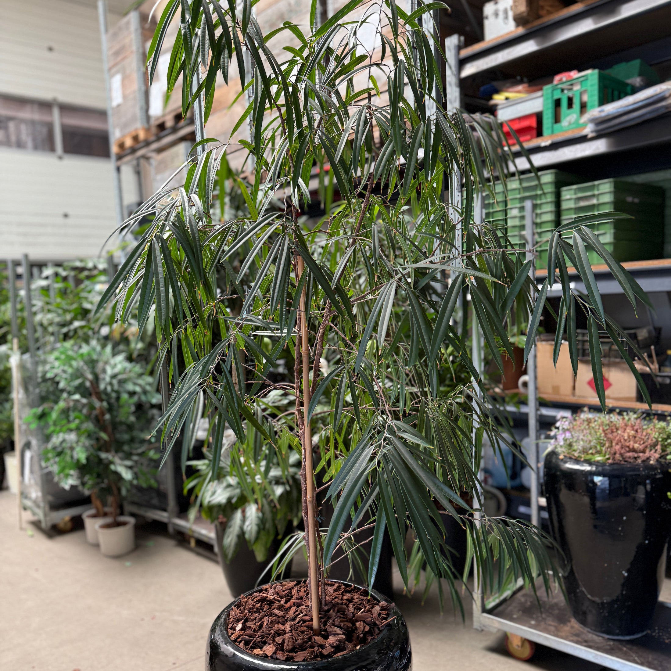 Ficus maclellandii i sort glaseret krukke