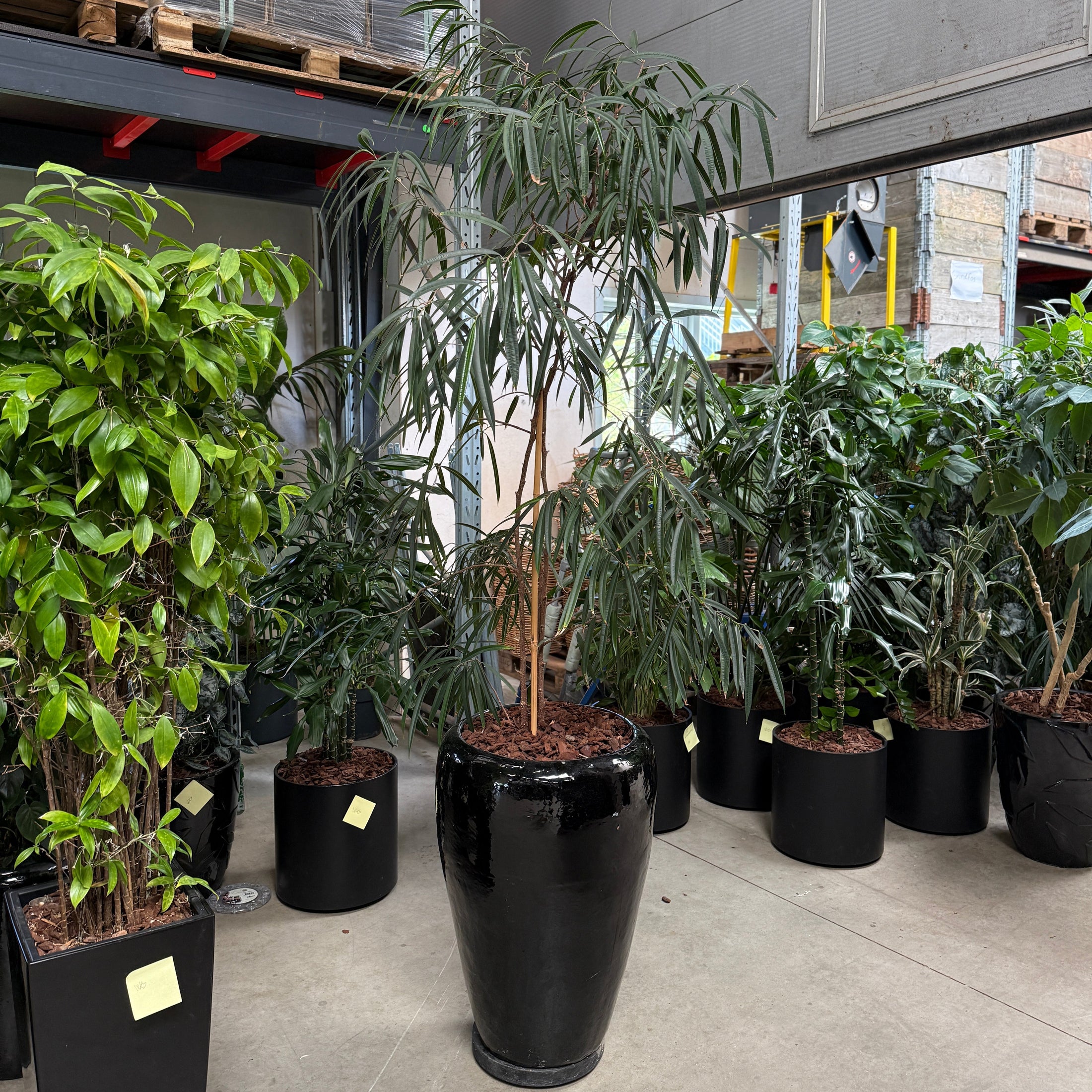 Ficus maclellandii i sort glaseret krukke – 220 cm høj