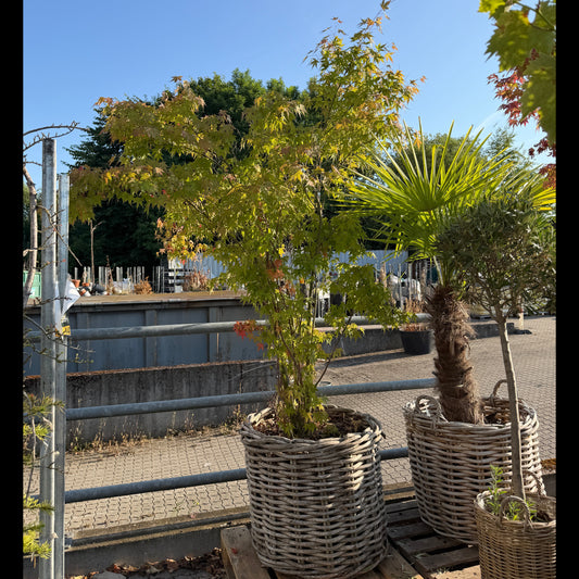 Second Hand Japansk Løn – Acer palmatum ca. 280 cm | Genbrugsplante