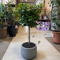 Indlæs billede i gallerivisning, Second Hand Ficus microcarpa – 110 cm i Krukke fra Århus
