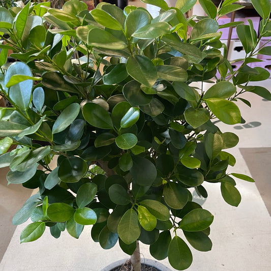 Second Hand Ficus microcarpa – 110 cm i Krukke fra Århus