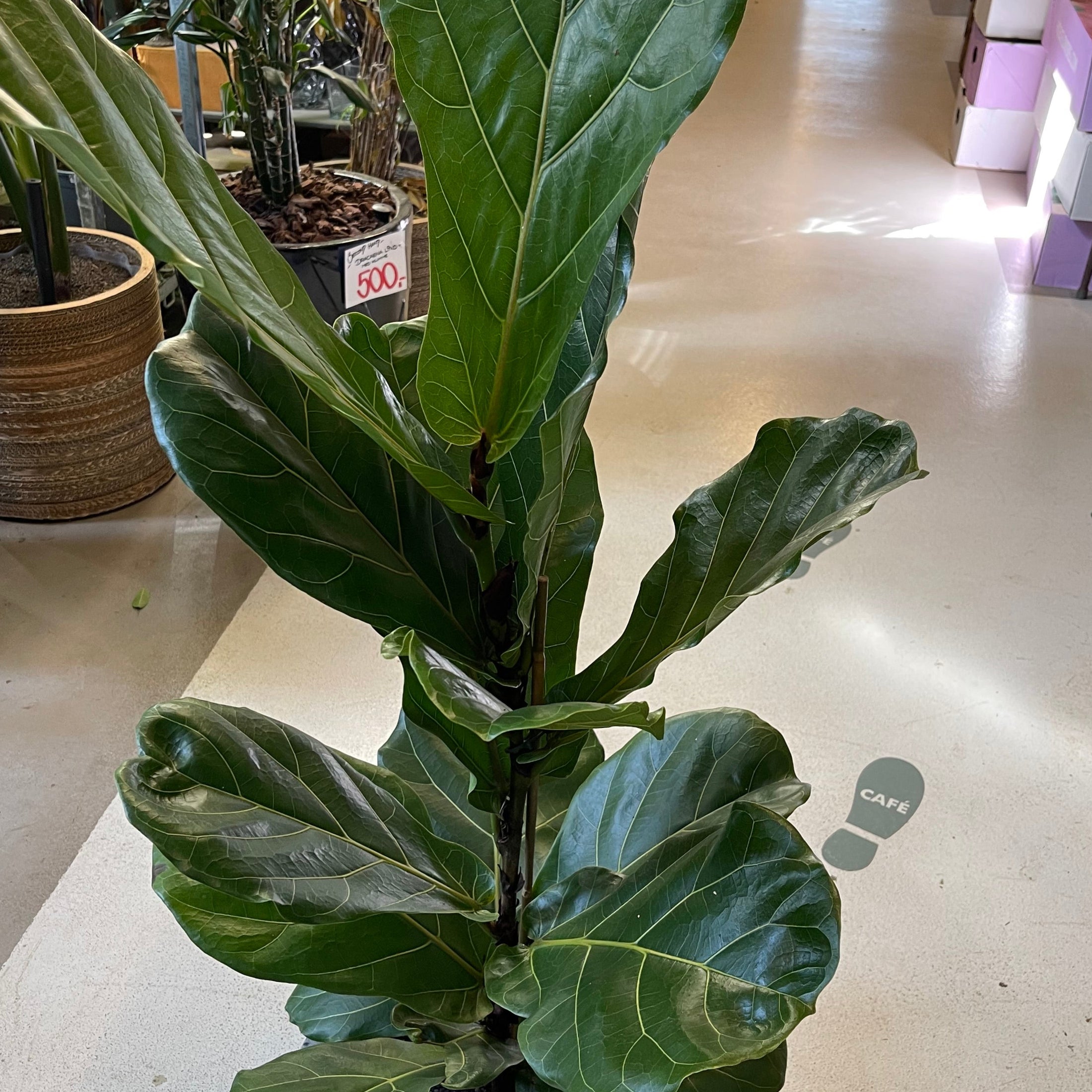 Second Hand Violinfigen – Ficus lyrata 130 cm i Krukke