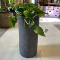 Indlæs billede i gallerivisning, Second Hand Guldranke – Epipremnum aureum i Høj Krukke fra Århus
