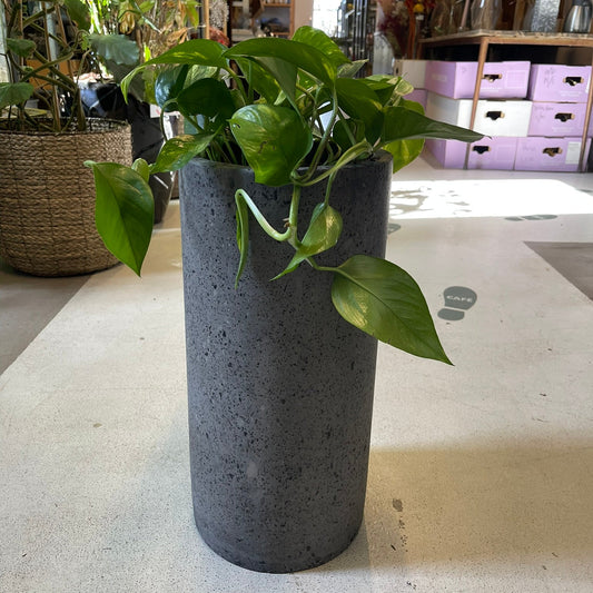 Second Hand Guldranke – Epipremnum aureum i Høj Krukke fra Århus