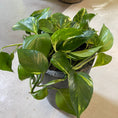 Indlæs billede i gallerivisning, Second Hand Guldranke – Epipremnum aureum i Høj Krukke fra Århus
