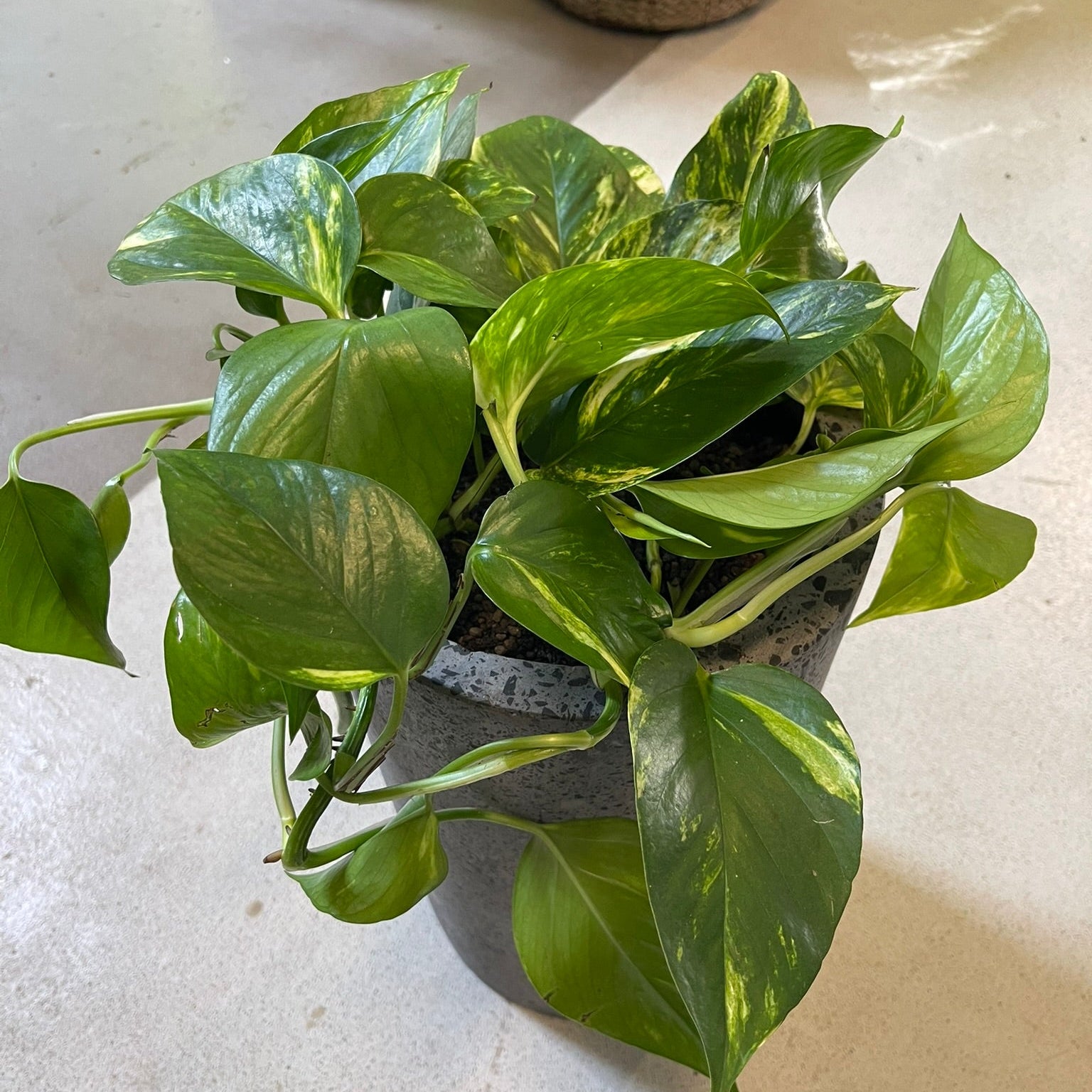 Second Hand Guldranke – Epipremnum aureum i Høj Krukke fra Århus