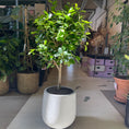Indlæs billede i gallerivisning, Second Hand Ficus microcarpa – Laurbærfigen 130 cm i Krukke fra Århus
