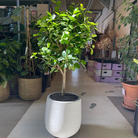 Second Hand Ficus microcarpa – Laurbærfigen 130 cm i Krukke fra Århus