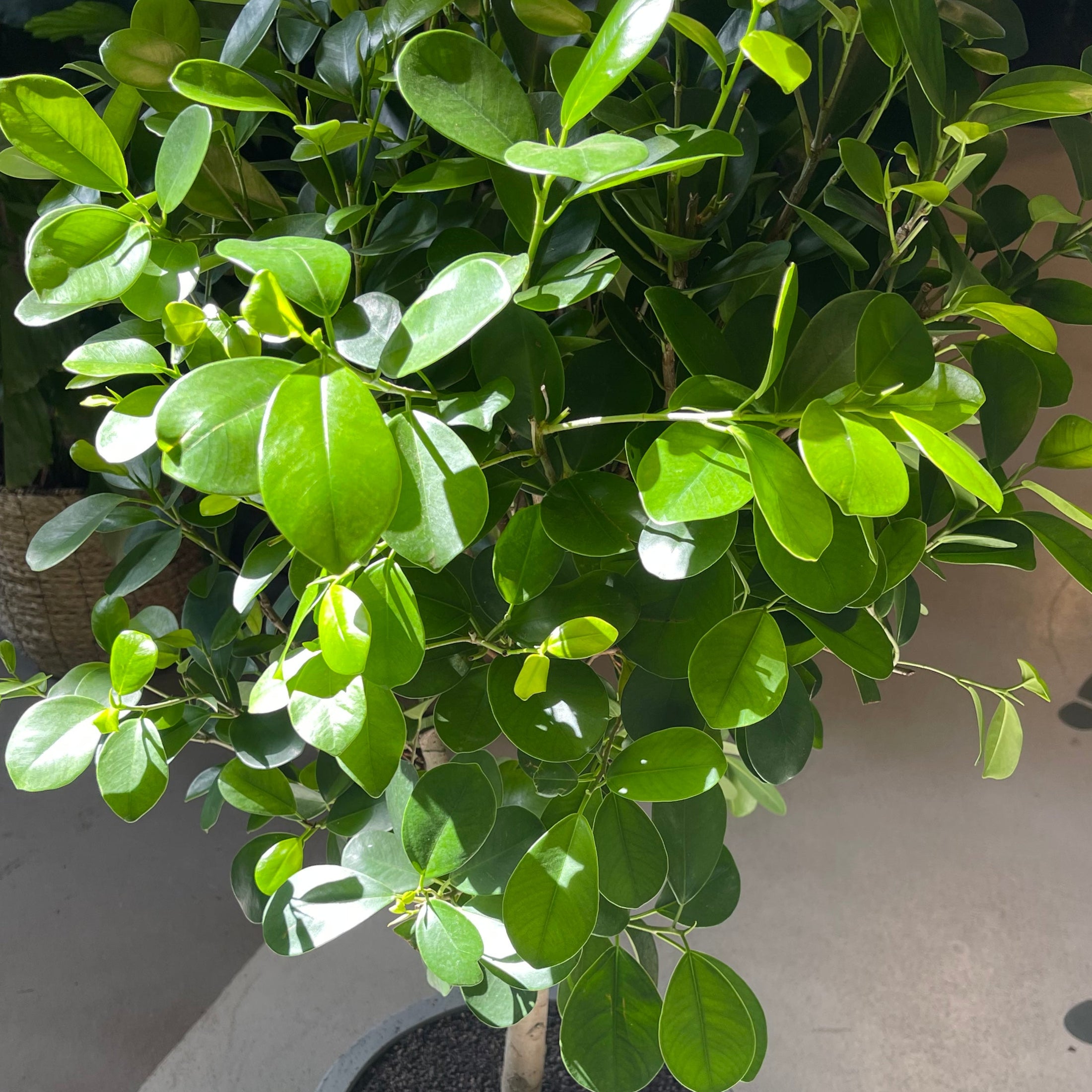 Second Hand Ficus microcarpa – Laurbærfigen 130 cm i Krukke fra Århus