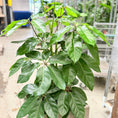 Indlæs billede i gallerivisning, Second Hand Paraplyplante – Schefflera arboricola ca. 140 cm | Genbrugsplante
