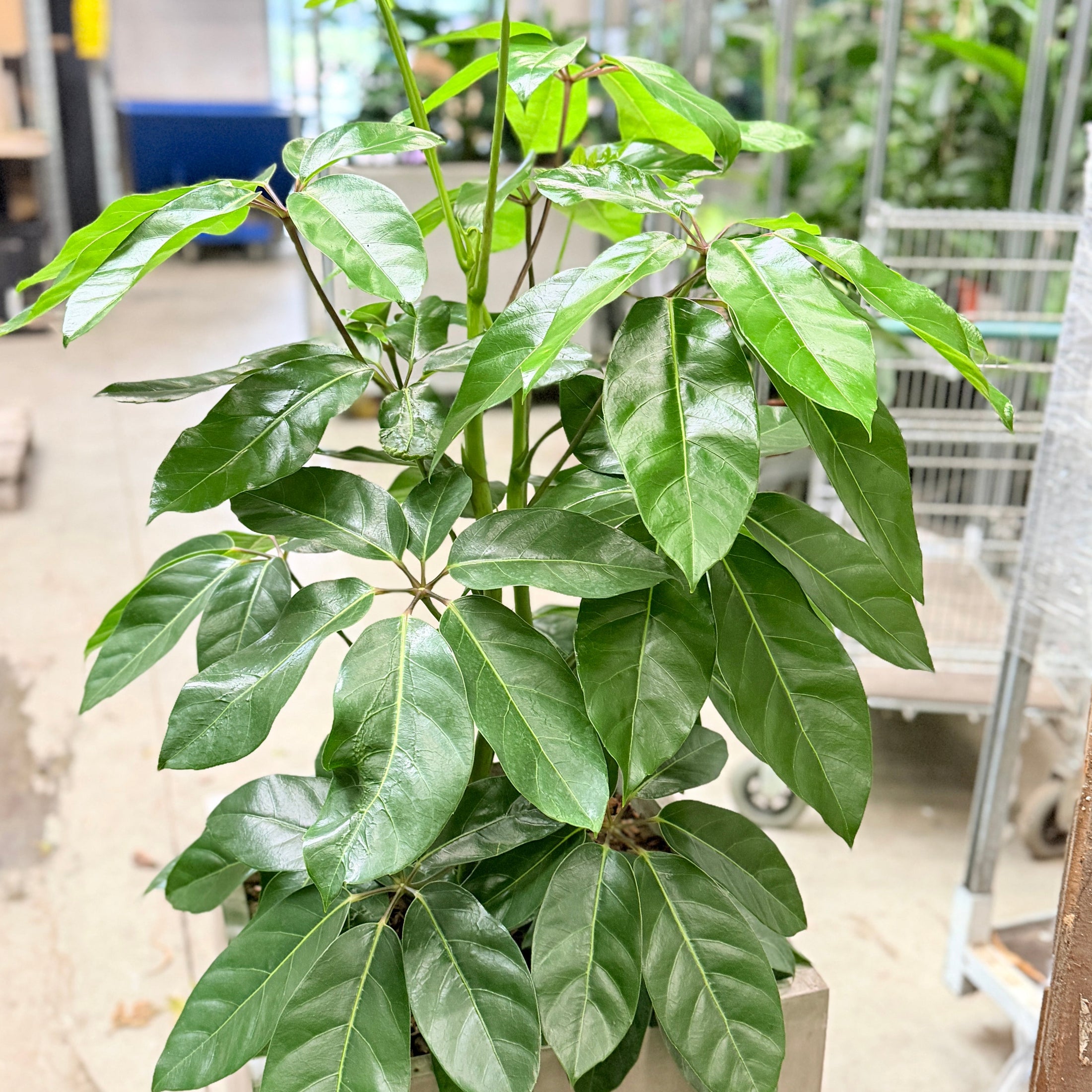 Second Hand Paraplyplante – Schefflera arboricola ca. 140 cm | Genbrugsplante