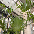 Indlæs billede i gallerivisning, Second Hand Hampalme – Trachycarpus fortunei ca. 450 cm | Genbrugsplante
