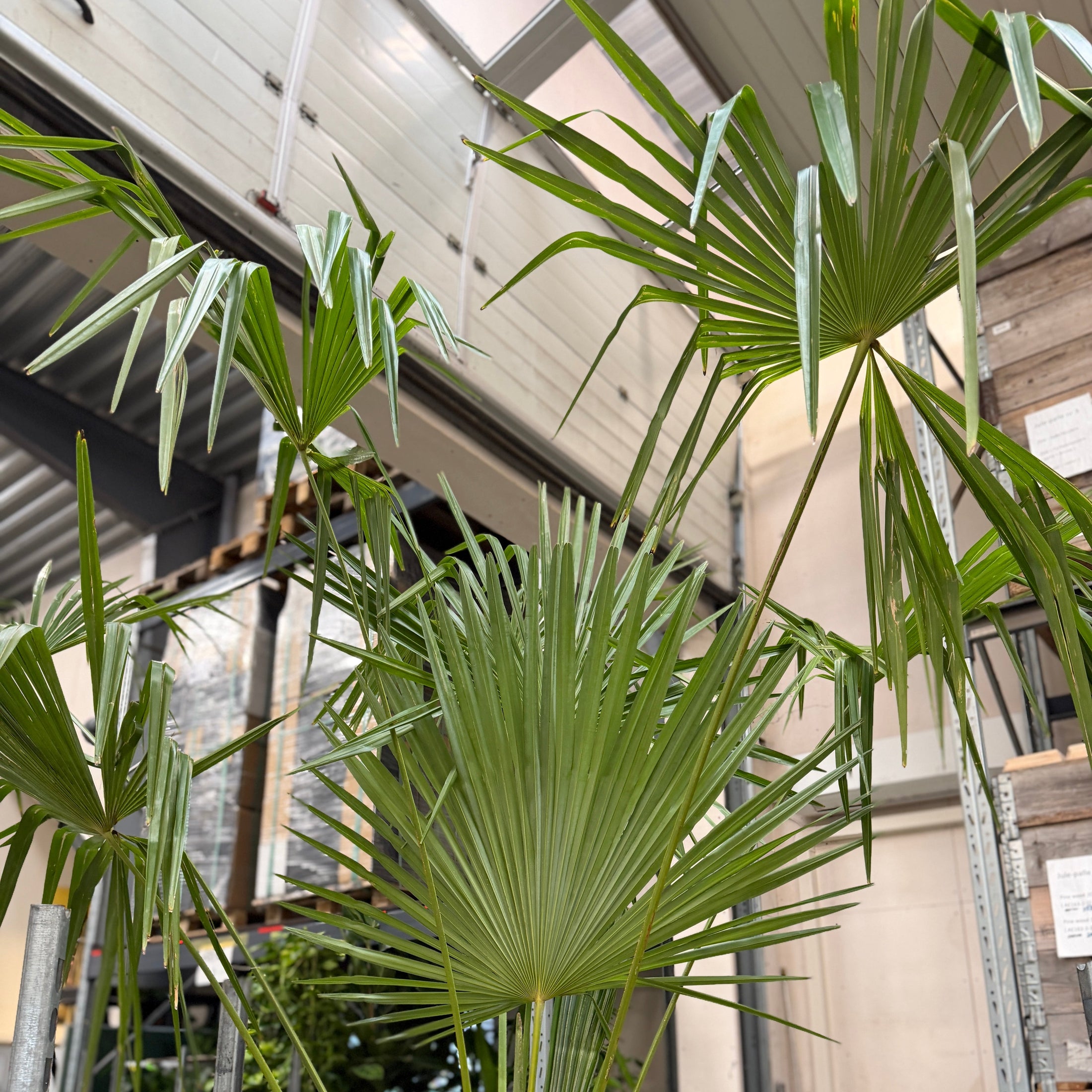 Second Hand Hampalme – Trachycarpus fortunei ca. 450 cm | Genbrugsplante