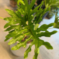 Indlæs billede i gallerivisning, Second Hand Philodendron Selloum – Thaumatophyllum bipinnatifidum | Genbrugsplante
