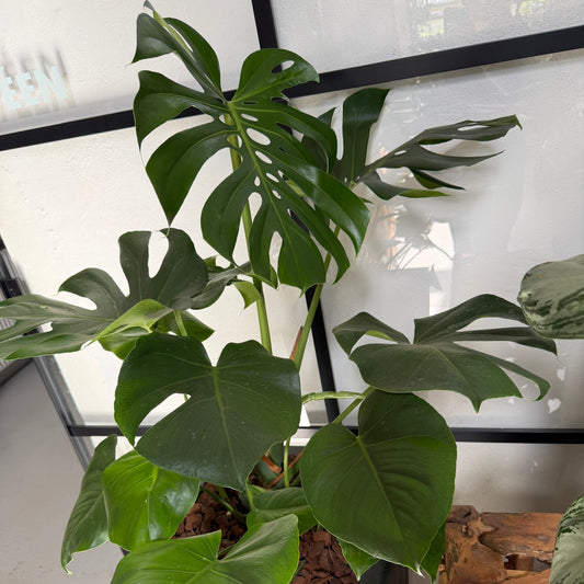 Second Hand Monstera – Monstera deliciosa ca. 150 cm | Genbrugsplante