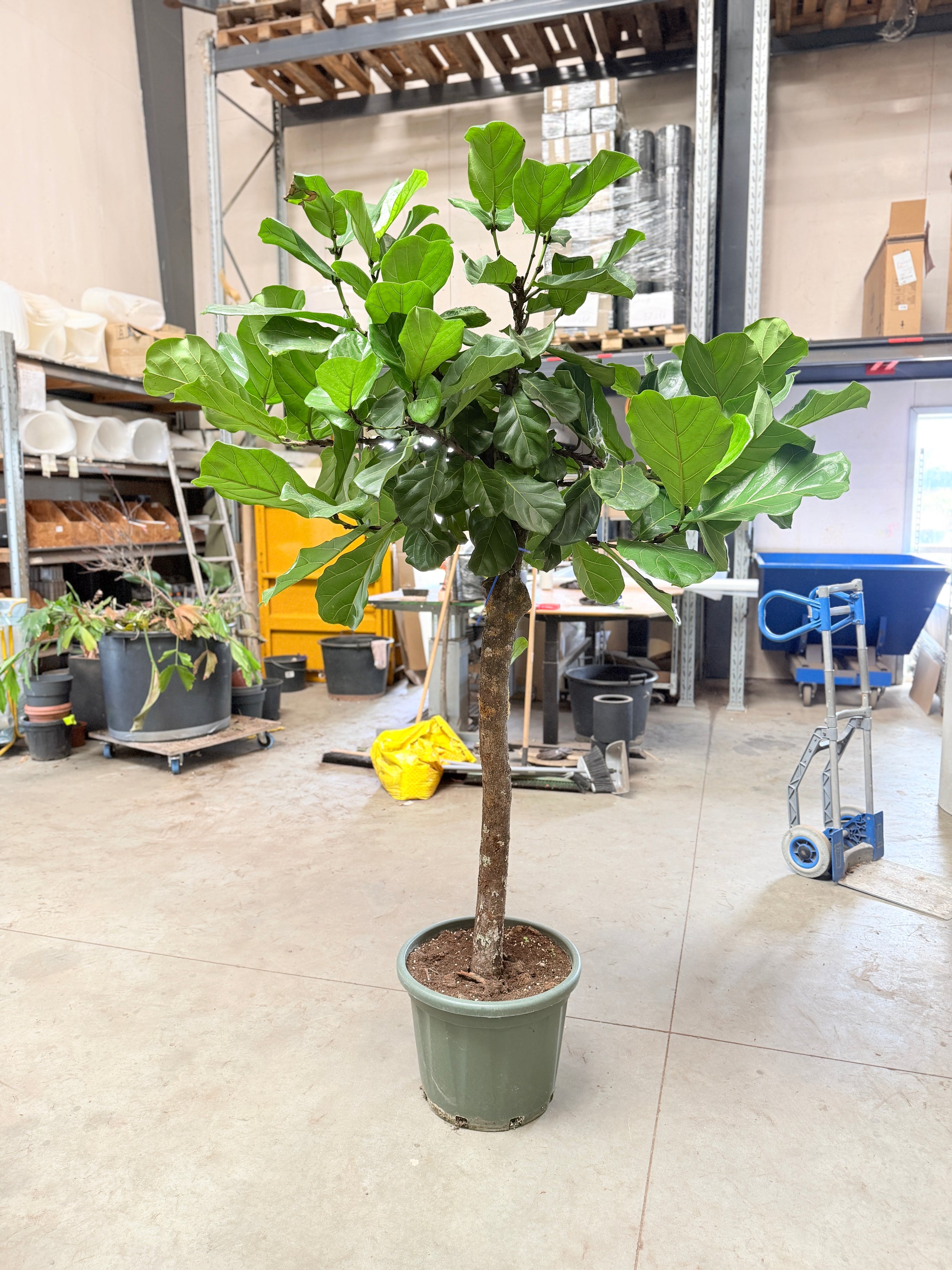 Ficus lyrata (Violinfigen) komplet sæt. inkl leca, krukke, safe