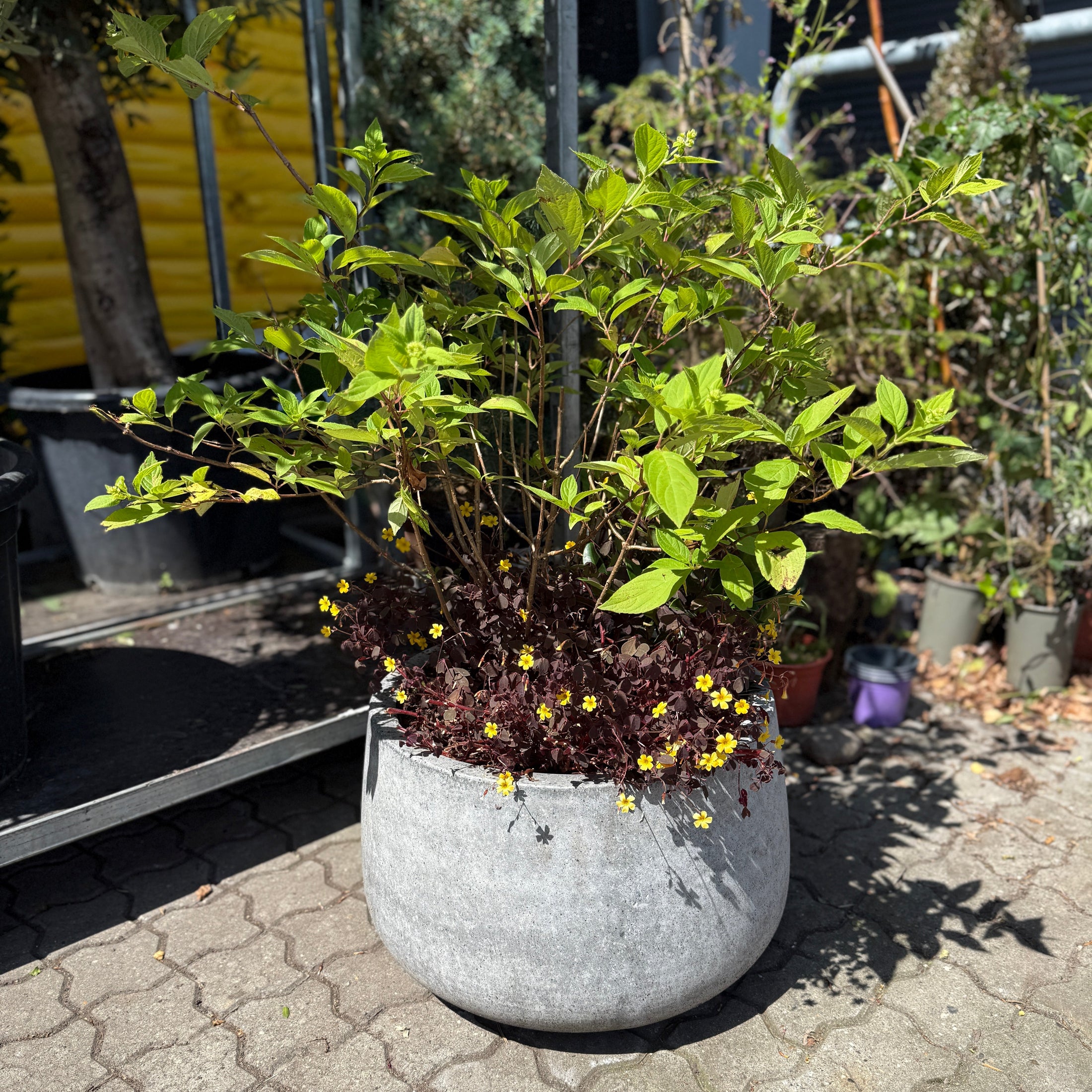 Hortensia og Oxalis i rund grå cementkrukke