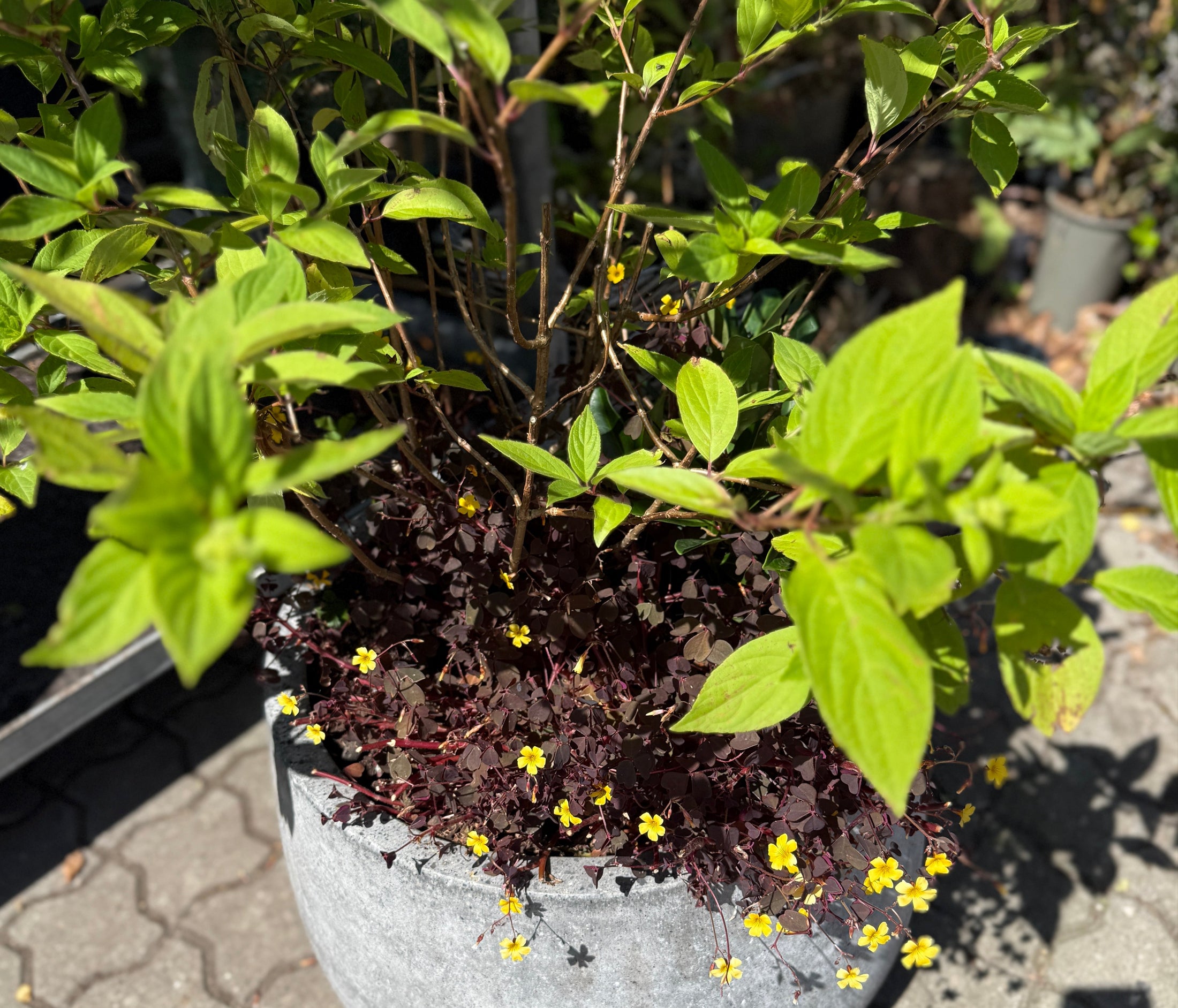 Hortensia og Oxalis i rund grå cementkrukke