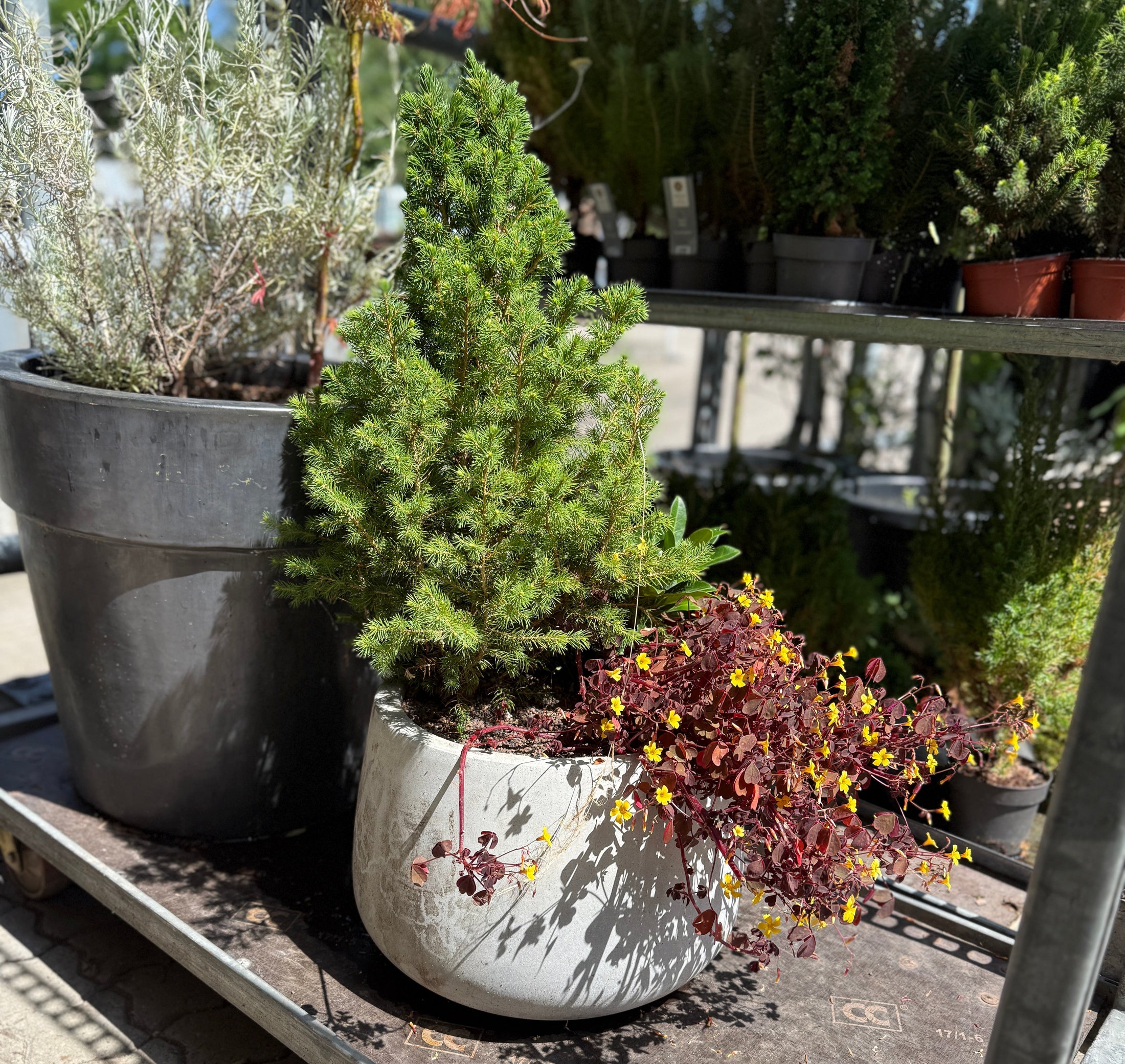 Mini-gran, Oxalis og grøn bundplante i cementkrukke