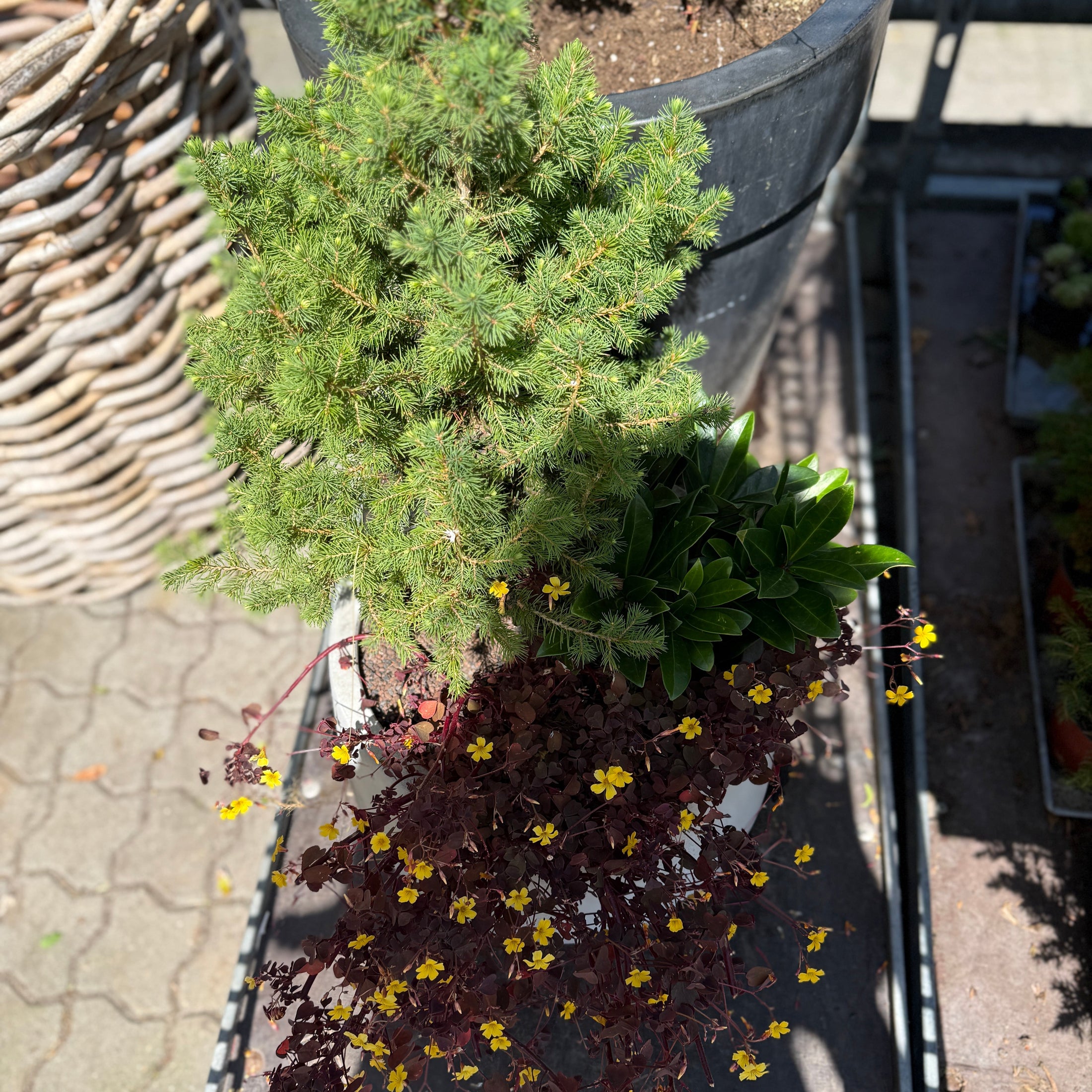 Mini-gran, Oxalis og grøn bundplante i cementkrukke