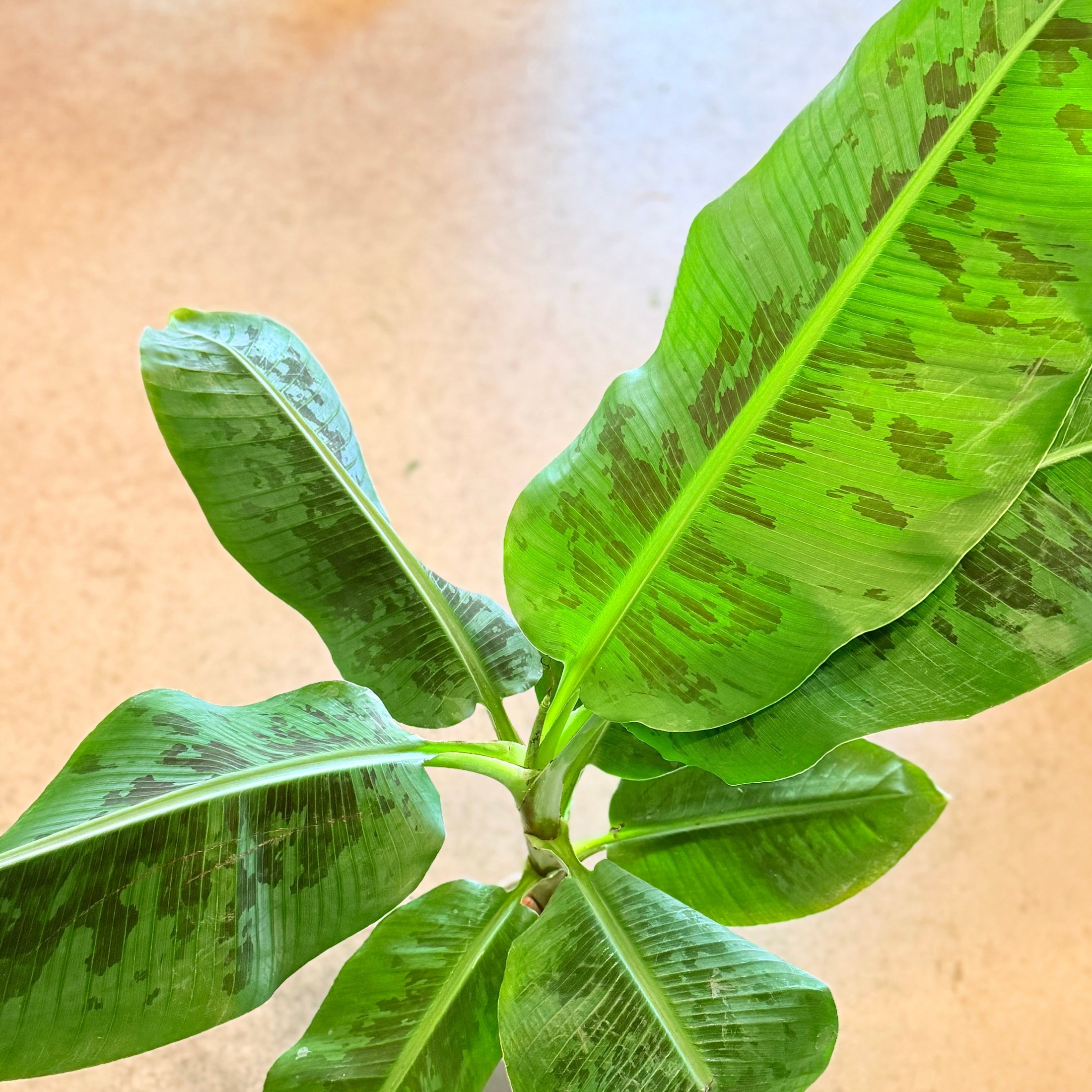 Second Hand Bananplante – Musa Dwarf Cavendish ca. 90 cm | Genbrugsplante