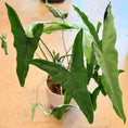 Indlæs billede i gallerivisning, Second Hand Alocasia Zebrina – Elefantøre ca. 80 cm | Genbrugsplante
