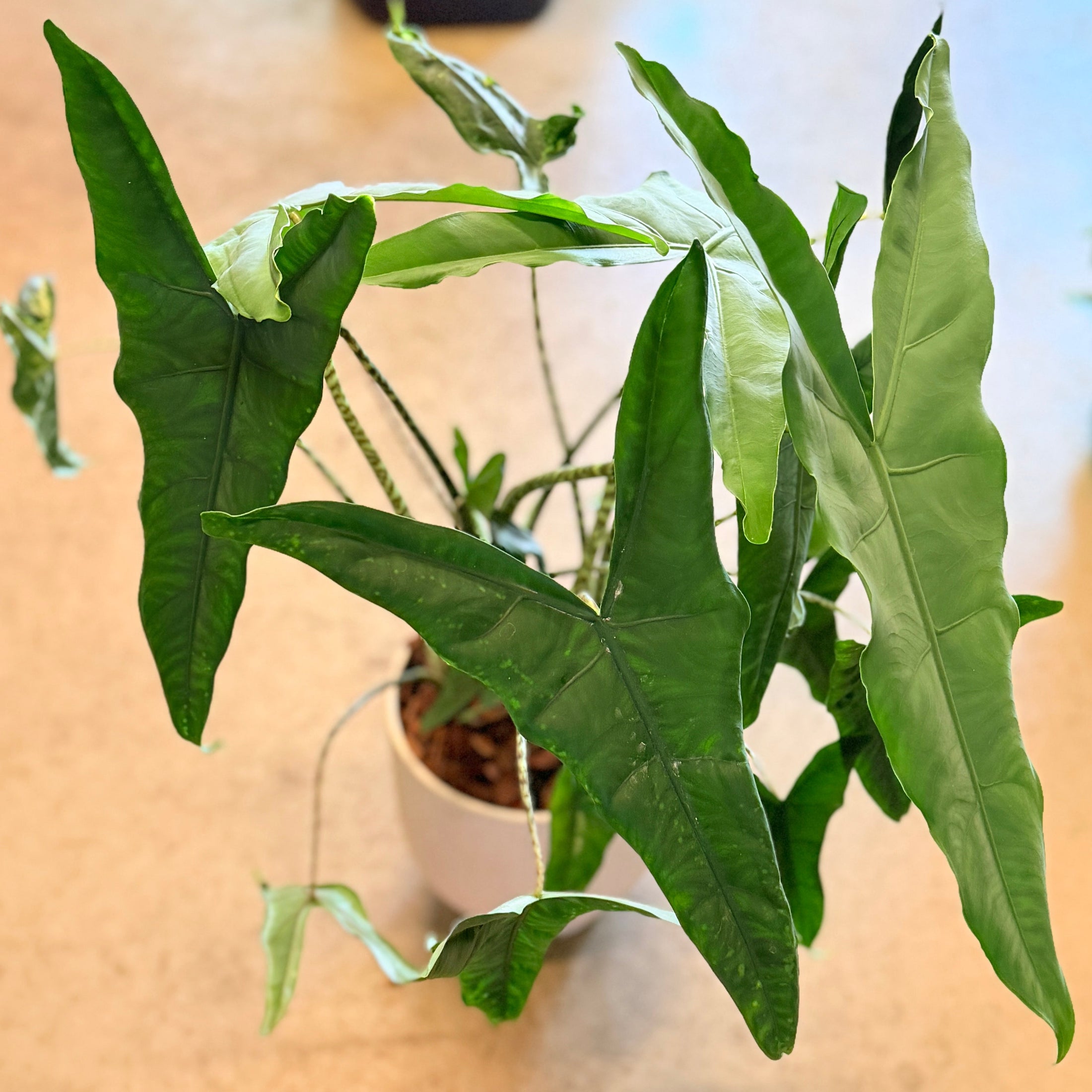 Second Hand Alocasia Zebrina – Elefantøre ca. 80 cm | Genbrugsplante