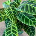Indlæs billede i gallerivisning, Second Hand Calathea Zebrina – Zebraplante ca. 70 cm | Genbrugsplante
