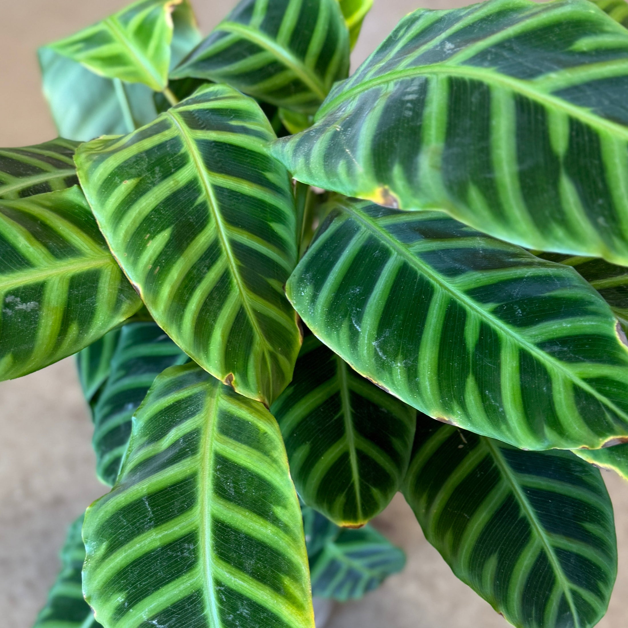 Second Hand Calathea Zebrina – Zebraplante ca. 70 cm | Genbrugsplante